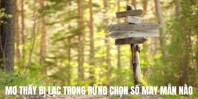 Chiêm bao lạc trong rừng cùng các con số may mắn