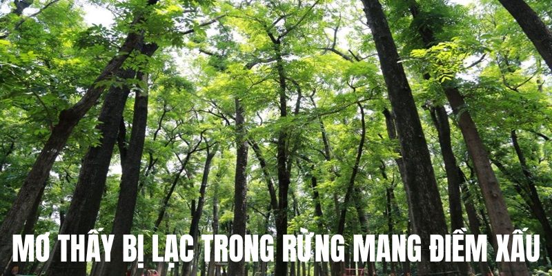 Mơ thấy bị lạc trong rừng mang điềm xấu 