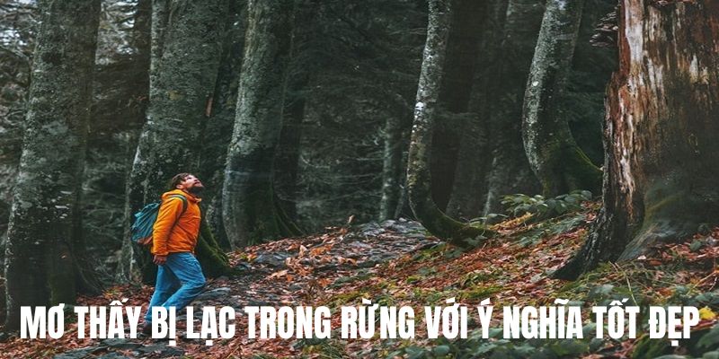 Những giấc chiêm bao bị lạc trong rừng mang điềm tốt 